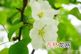 春天的寓意和象征,春天的寓意象征