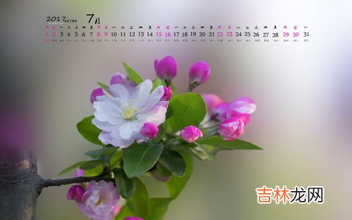 海棠花为什么叫断肠花,相思断肠红是哪种花