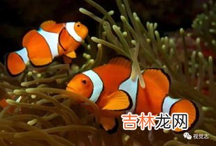 电鳗是雌雄同体吗,电鳗是什么动物?