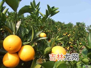 甜橙的果皮可以加工饮料吗,甜橙果皮可以加工饮料吗?
