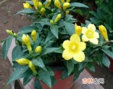 法国香水花有毒吗,8种“大毒花”，路边经常见，漂亮“毒性大”，看见别碰它