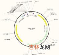 单链DNA是什么意思,一个dna分子是几条链啊，为什么这个题说有单链的dna