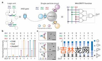 单链DNA是什么意思,一个dna分子是几条链啊，为什么这个题说有单链的dna