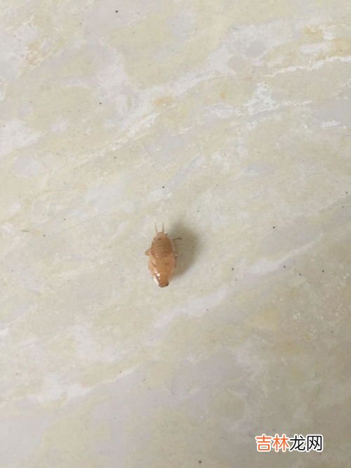 床上发现了一只蟑螂怎么办,床上有小蟑螂怎么办