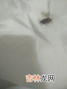 床上发现了一只蟑螂怎么办,床上有小蟑螂怎么办