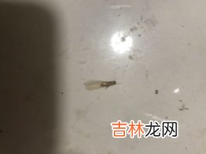 飞蚂蚁是怎么来的,飞蚁是怎么形成的