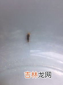摇蚊咬人吗,南极的蚊子没翅膀也不咬人，这里的蚊子是怎么变成这样的？