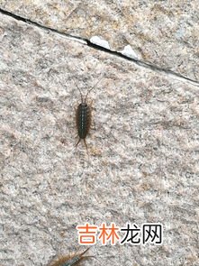 摇蚊咬人吗,南极的蚊子没翅膀也不咬人，这里的蚊子是怎么变成这样的？