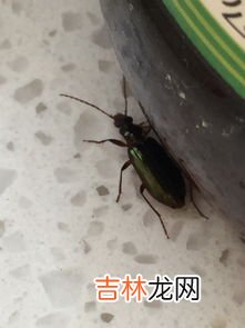 摇蚊咬人吗,南极的蚊子没翅膀也不咬人，这里的蚊子是怎么变成这样的？