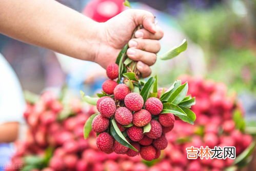 荔枝可以放几天,荔枝放冰箱冷藏可以放多久保存荔枝的时间介绍