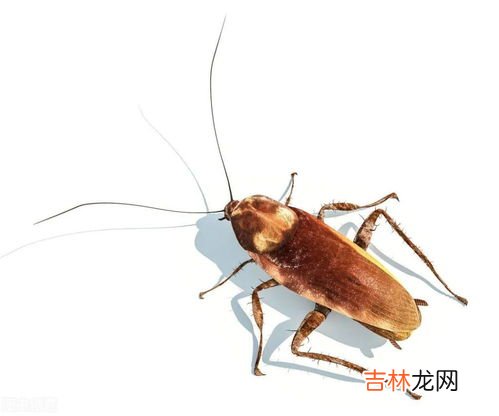 怎么去蟑螂有效又不伤害健康,如何去除蟑螂最有效的方法
