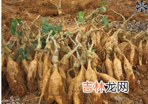 葛根山药丸有副作用吗,糖尿病——葛根山药丸治糖尿病怎么样？