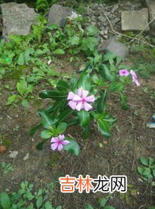 羊花是什么东西,剑三花羊花是什么意思