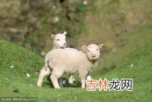 羊花是什么东西,剑三花羊花是什么意思