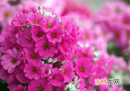 羊花是什么东西,剑三花羊花是什么意思