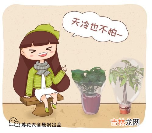 冬天养花怎样保温,花卉冬季保温方法及注意事项