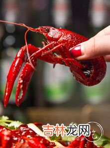 龙虾怎么选,在市场怎么选小龙虾