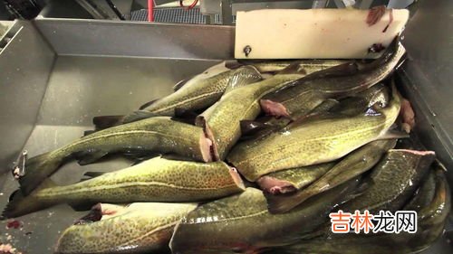 鳕鱼为什么没有头,鳕鱼为什么卖的都没有头，它们的头到底去哪了？