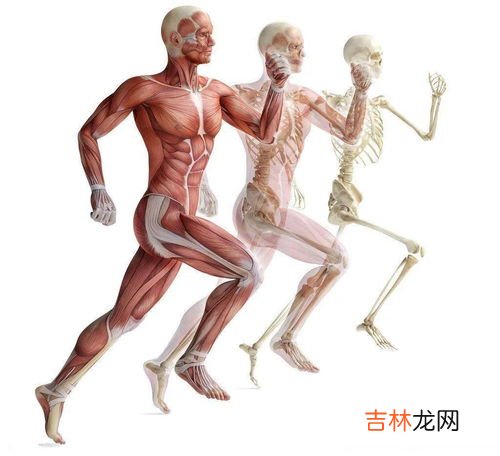 人体运动的枢纽是,人体的运动离不开【 】【】和【】的互相作用,【】起着【】的作用,【】是【】的枢纽,【】是【】的动力。