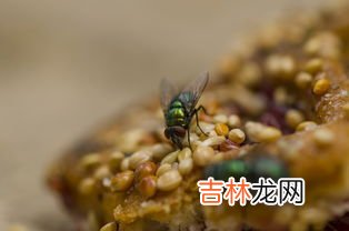 家里苍蝇是怎么产生的,家里的苍蝇从哪里来的