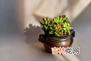 多肉球松有毒吗,多肉球松，清新淡雅适合养成小盆景，养在室内就像艺术摆件一样美，知道吗？
