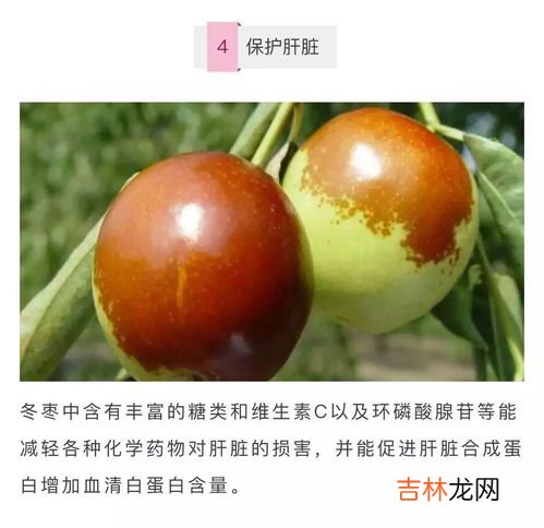 冬枣名字的来历,什么是中枣，有没有中枣呀？这个水果，还是叫冬枣？