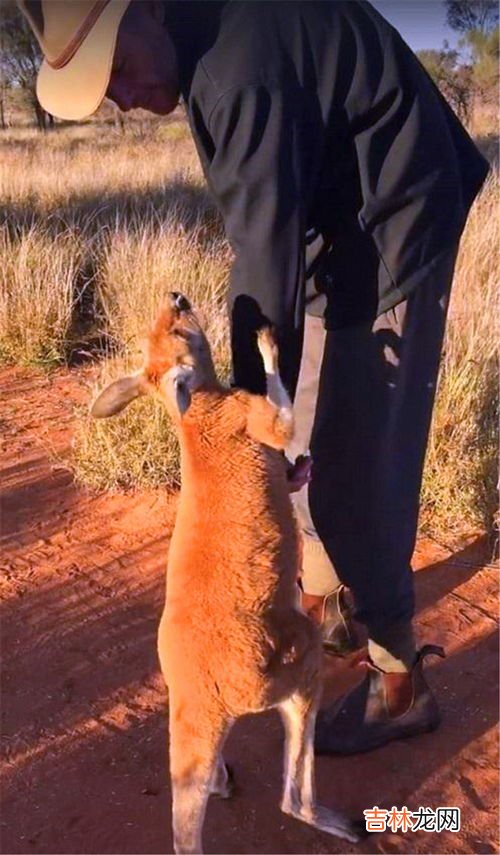 袋鼠会不会打洞,擅长游泳潜水捕猎高手会打洞的是什么动物,头顶毛发浓密却被误认为,秃顶河童是什么动物,