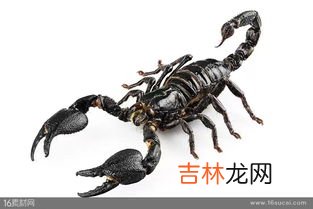 蝎子怎么吃,蝎子食用方法？