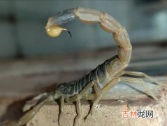 蝎子怎么吃,蝎子食用方法？