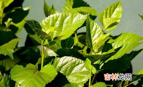 冬桑叶的功效与作用是什么,冬至时候桑叶的功效