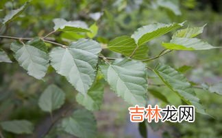 冬桑叶的功效与作用是什么,冬至时候桑叶的功效