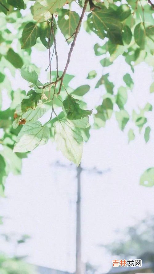 孟夏仲夏季夏的区别,我想问问孟夏是几月,孟夏是指几月