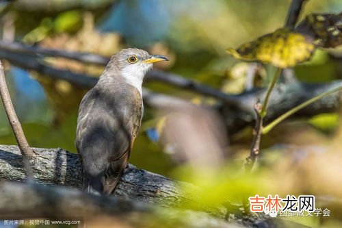 杜鹃鸟的习性是什么,四声杜鹃的外形特征有哪些？四声杜鹃的生活习性有哪些？