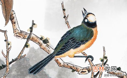 杜鹃鸟的习性是什么,四声杜鹃的外形特征有哪些？四声杜鹃的生活习性有哪些？