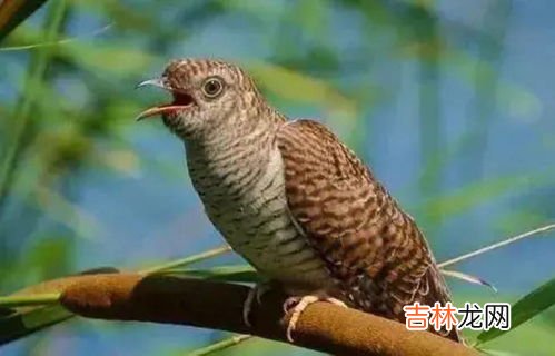 杜鹃鸟的习性是什么,四声杜鹃的外形特征有哪些？四声杜鹃的生活习性有哪些？