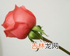 淡绿色的玫瑰叫什么,不同颜色玫瑰的名字是什么？