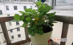 花生的生活环境,花生适合种植在什么样的土壤？种花生时有哪些技巧？