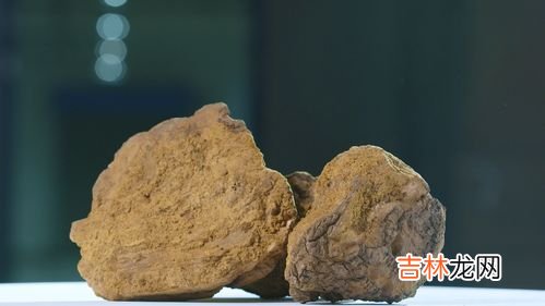 桦褐孔菌怎么样,张文彭医生桦褐孔菌怎么样