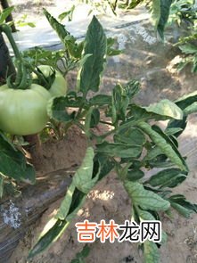 番茄叶子往下卷是什么原因,番茄叶子总是卷起来，是什么原因？