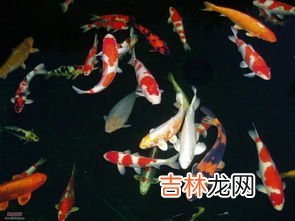 锦鲤寓意是什么,锦鲤有什么寓意，养几条寓意好