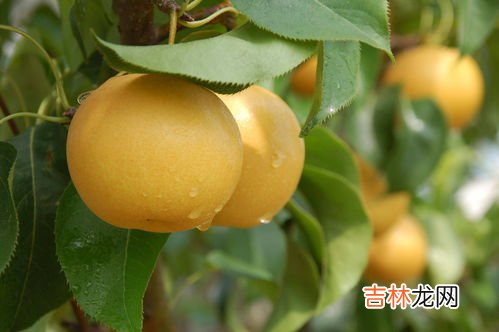 梨的产量低于苹果吗,苹果的产量比梨少十分之一那么苹果的产量是梨产量的十分之十一对吗？