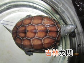 冬天养乌龟需要什么条件,冬天怎样养乌龟