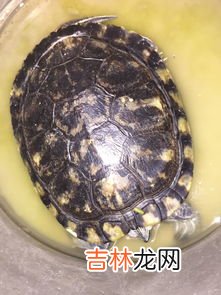 冬天养乌龟需要什么条件,冬天怎样养乌龟