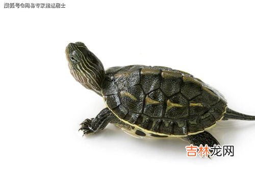 冬天养乌龟需要什么条件,冬天怎样养乌龟