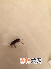 关灯之后飞蛾会飞到脸上吗,有一只飞蛾不小心飞到我的嘴脸有没有事?