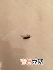 关灯之后飞蛾会飞到脸上吗,有一只飞蛾不小心飞到我的嘴脸有没有事?