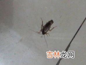 蟑螂怕什么,蟑螂怕什么