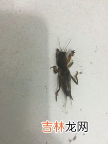 蟑螂怕什么,蟑螂怕什么