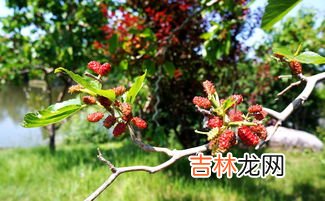 桑葚怎么冷冻保存,桑葚干如何存放？