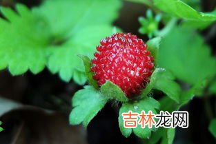 蛇泡果能吃吗,农村常见的蛇莓到底可以吃不？